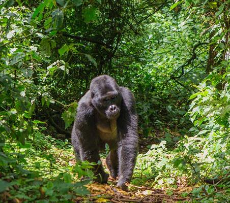 Virunga gorilla safari a young adult gorilla walks along a forest path towards camera ©bushtreksafaris