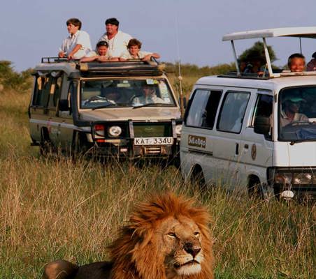 Lion in the sunset caught on camera by happy excited tourists Kenya safari ©bushtreksafaris