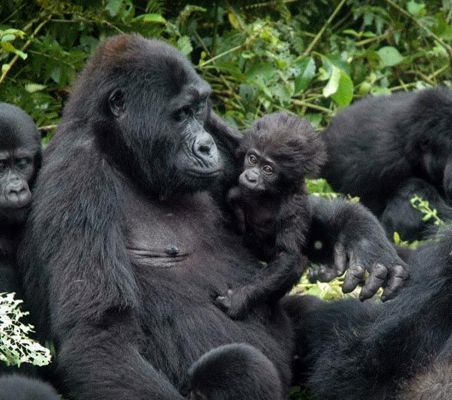 lowland mountain Gorilla family spotted on a gorilla safari in Uganda ®bushtreksafaris