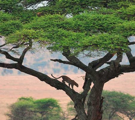 Leopard descending Distant Tree private game safaris Africa ©bushtreksafaris