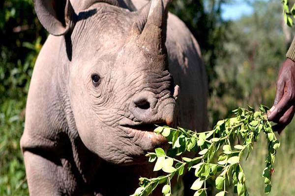 Rhino Conservation in Tsavo DSWT ranger looks after baby rhino hand feeding photo ©bushtreksafaris
