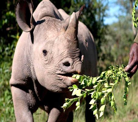 Rhino Conservation in Tsavo DSWT ranger looks after baby rhino hand feeding photo ©bushtreksafaris