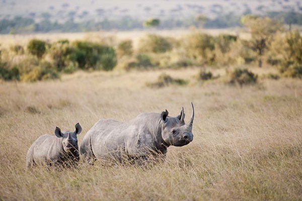 Rhino & baby rhino in the Mara with beautiful horn photography safari ©bushtreksafaris