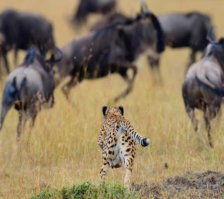 Cheetah in flight hunting Wildebeest dry grass maasai Mara photography private safari ©bushtreksafaris