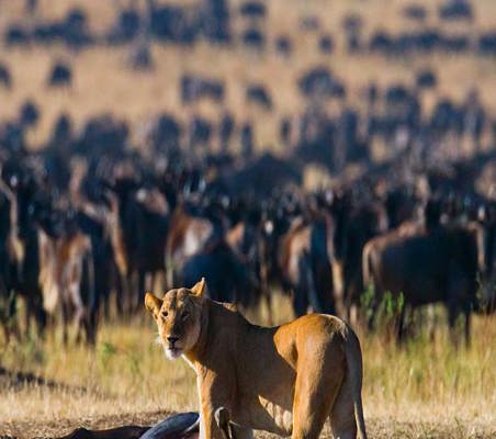 Lioness stands over a Fresh wildebeest hunt during the great migration Kenya safari ©bushtreksafaris