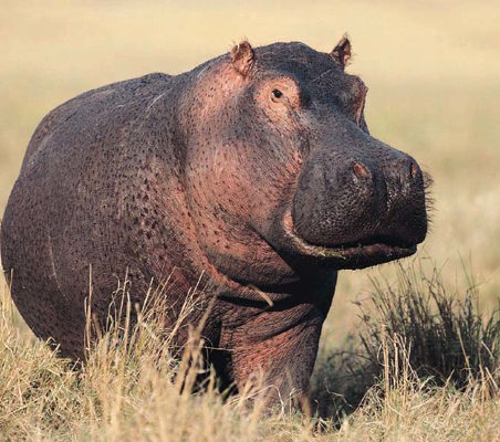 Hippopotamus on land in maasai mara Kenya dry season ®bushtreksafaris