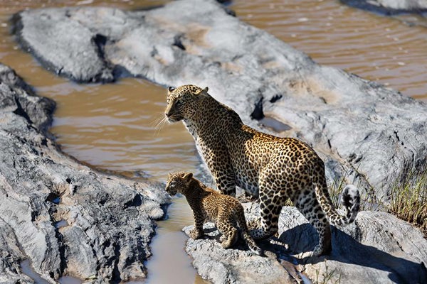 Leopard Mother Cub on River bank Rock Mara river rare sighting in the open ©bushtreksafaris