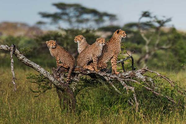 beautiful rare sighting of four cheetahs sitting on felled tree overlooking grasslands serengeti safari ©bushtreksafaris