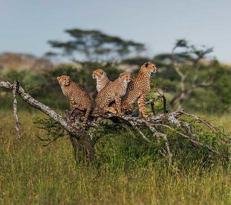 beautiful rare sighting of four cheetahs sitting on felled tree overlooking grasslands serengeti safari ©bushtreksafaris