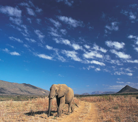 Elephant photo in Samburu on a Kenya photography safari ©bushtreksafaris