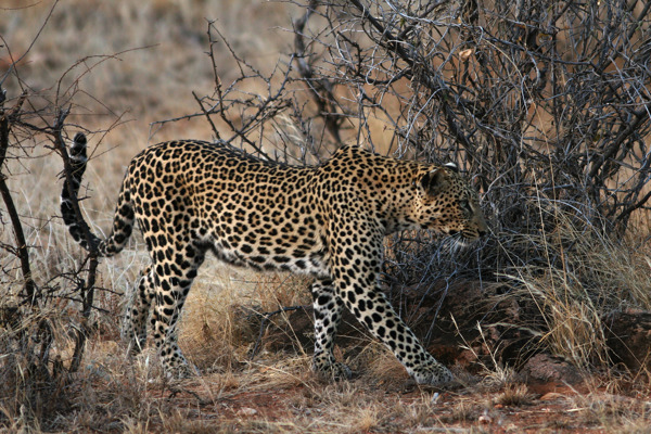 amazing leopard sighting in Samburu on foot on Safari to Kenya with ©bushtreksafaris