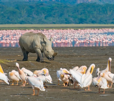 ®bushtreksafaris rhino walking shores of lake nakuru with pelicans foreground and flamingos background