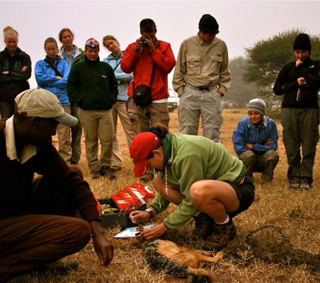 wildlife Conservation efforts in Kenya ®bushtreksafaris