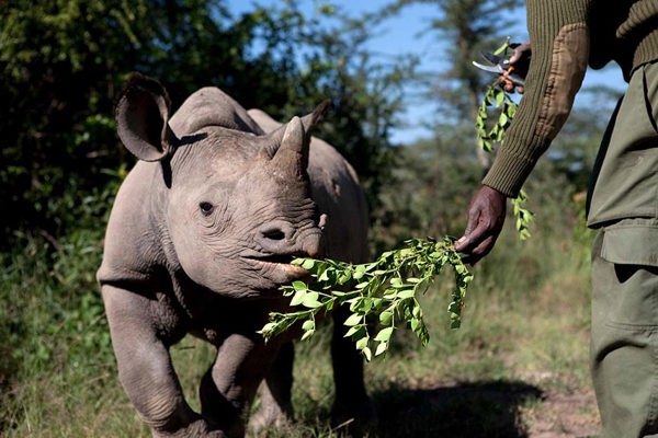 Rhino Conservation with ranger Guarding calf and feeding leaves Tsavo Rhino conservation project ©