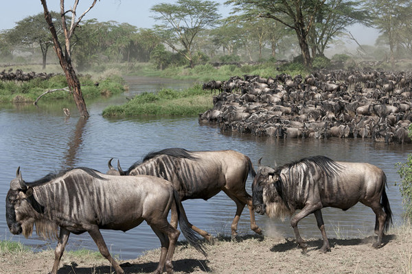 Wildebeest gathering great migration safari in Kenya ©bushtreksafaris