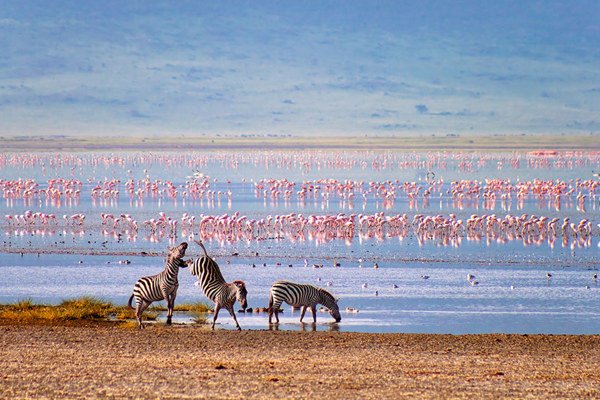 Zebra Kicks another zebra on the lake shore with Flamingos in view amazing photography safaris Africa ©