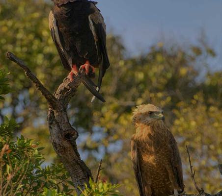 pair Bateleur Eagles spotted at Bateleur camp kichwa tembo conservancy Kenya ©bushtreksafaris