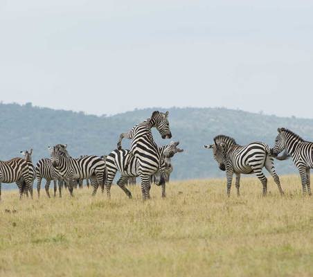 zebras sparing maasai mara plains safari kenya dry season #2 ®bushtreksafaris