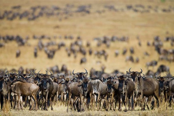 hundreds of Blue Wildebeest Migration in dry season serengeti safari tanzania safari ©bushtreksafaris