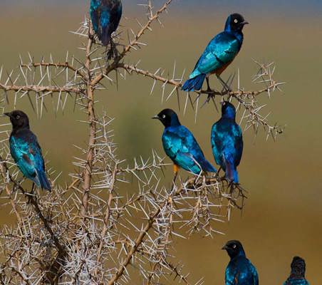 Superb Starling photograph Tanzania private bird safari ©bushtreksafaris