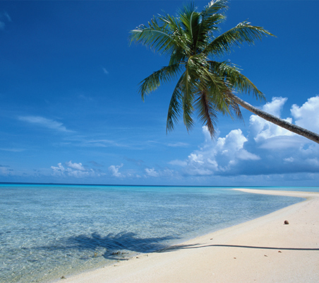 Palm Tree overhanging Beach in zanzibar on beach and bush honeymoon safari ©bushtreksafaris