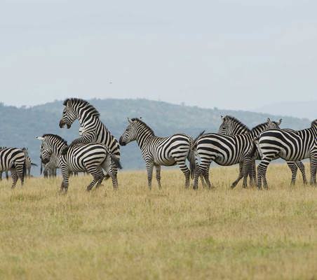 zebras playing and jumping african safari in Kenya dry season ®bushtreksafaris