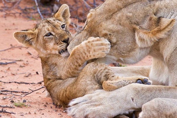 mother lioness Tickling Cub masai mara game reserve lovely photo kenya safari ©bushtreksafaris