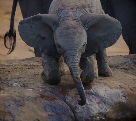 cute Baby Elephant Kneeling at Watering Hole big ears Kenya safari ©bushtreksafaris