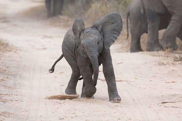 Baby elephant flapping ears and running kicking dirt game drive in mara ©bushtreksafaris