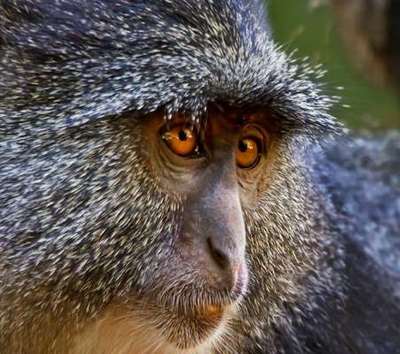Blue Monkey seen Lake Manyara National park mto wa mbu ©bushtreksafaris