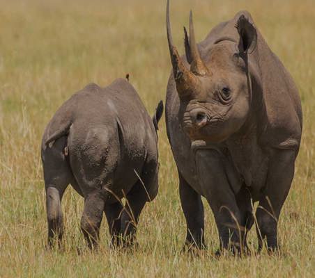 rhino and mother with big horn seen on Kenya safari masai mara ©bushtreksafaris