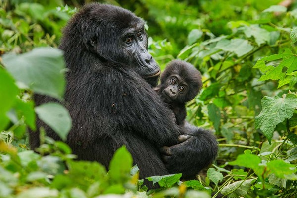 Bwindi Gorilla Mother & Baby gorilla safari tracking lowland gorillas rwanda ©bushtreksafaris