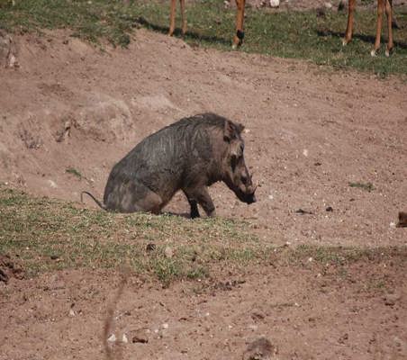 funny Warthog Butt Scratch  on dry river bed maasai mara conservancy #4 ©bushtreksafaris