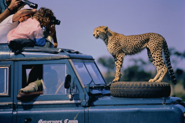 happy tourists on photography safari as cheetah climbs onto their vehicle and gets face to face with them thrilling experiences on safari