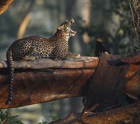 Leopard Yawn on felled acacia rare photo lake nakuru national park ©bushtreksafaris