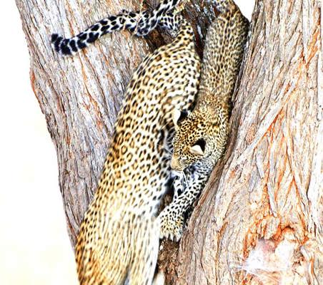 stunning photo of two Leopard cubs Running Down a tree playing serengeti ©bushteksafaris