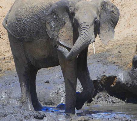Elephant splashing mud with tusk Serengeti luxury safari ©bushtreksafaris