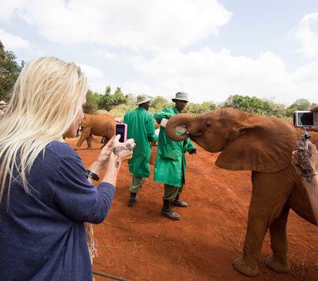 toursist take photo of orphan elephant taking bottle to feed at DSWT Nairobi adopt an elephant while on safari ©bushtreksafaris