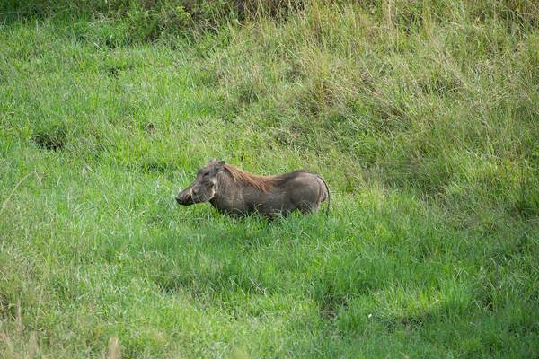 warthog in long green grass serengeti luxury safari game drive ®bushtreksafaris