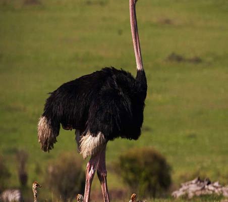 Ostrich And Chicks seen in the Maasai Mara on Kenya safari ©bushtreksafaris