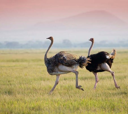 Masai Ostrich Male & Female Run amboseli safari Kenya ©bushtreksafaris