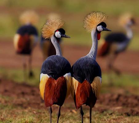 magnificent photo of Crowned Cranes Lake manyara Tanzania bespoke safari ©bushtreksafaris