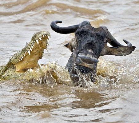 Crocodile jaws open attacking wading wildebeest migration mara river