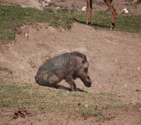 funny Warthog Butt Scratch  on dry river bed maasai mara conservancy #3 ©bushtreksafaris