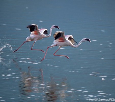 Lake Bogoria flamingos skimming water take off ®bushtreksafaris