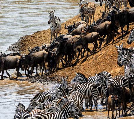 Gnu wildebeest Zebra preparing to cross Mara River migration safari Kenya ©bushtreksafaris