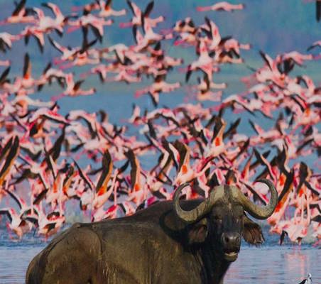 Buffalo Sitting in Lake Nakuru with Flamingos flying in background private safari ©bushtreksafaris