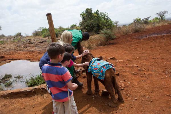 Orphaned little baby elephant stroked by tourist at DSWT Nairobi adopt and elephant on safari #1 ©bushtreksafaris