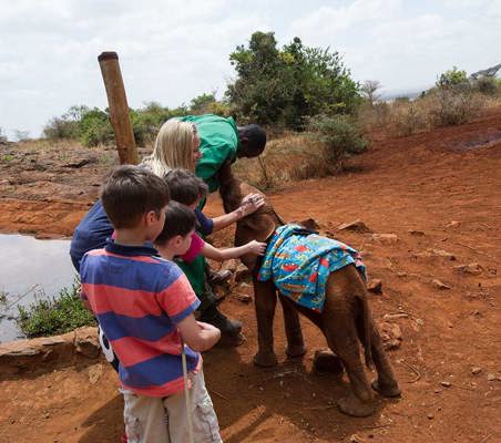 Orphaned little baby elephant stroked by tourist at DSWT Nairobi adopt and elephant on safari #1 ©bushtreksafaris