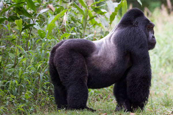 Virunga silverback gorilla standing still